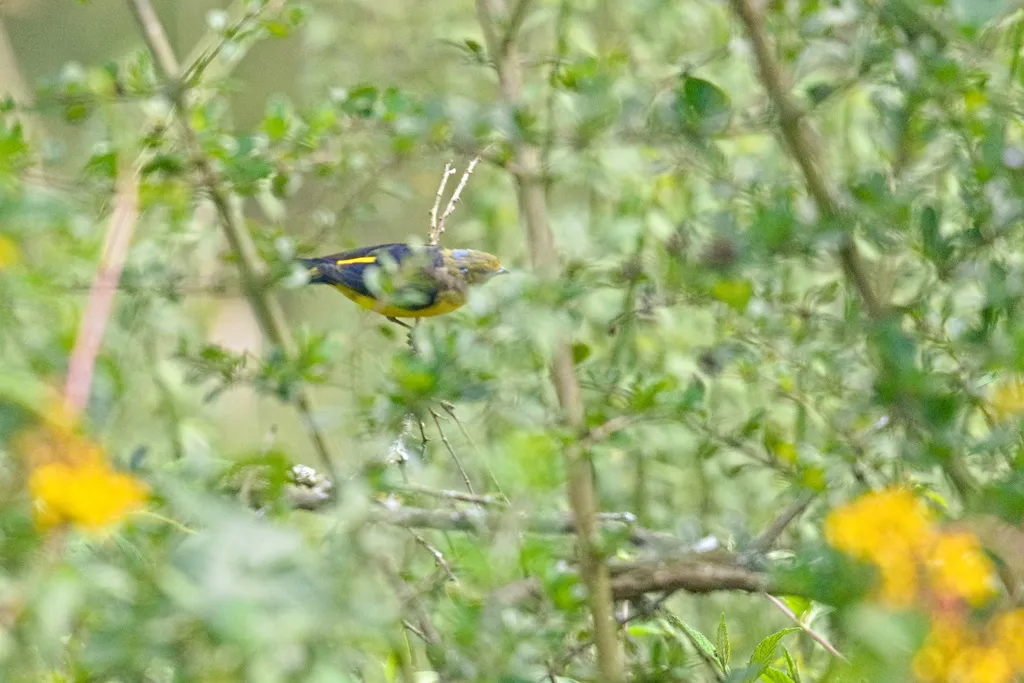 金腰歌雀(Chlorophonia cyanocephala)