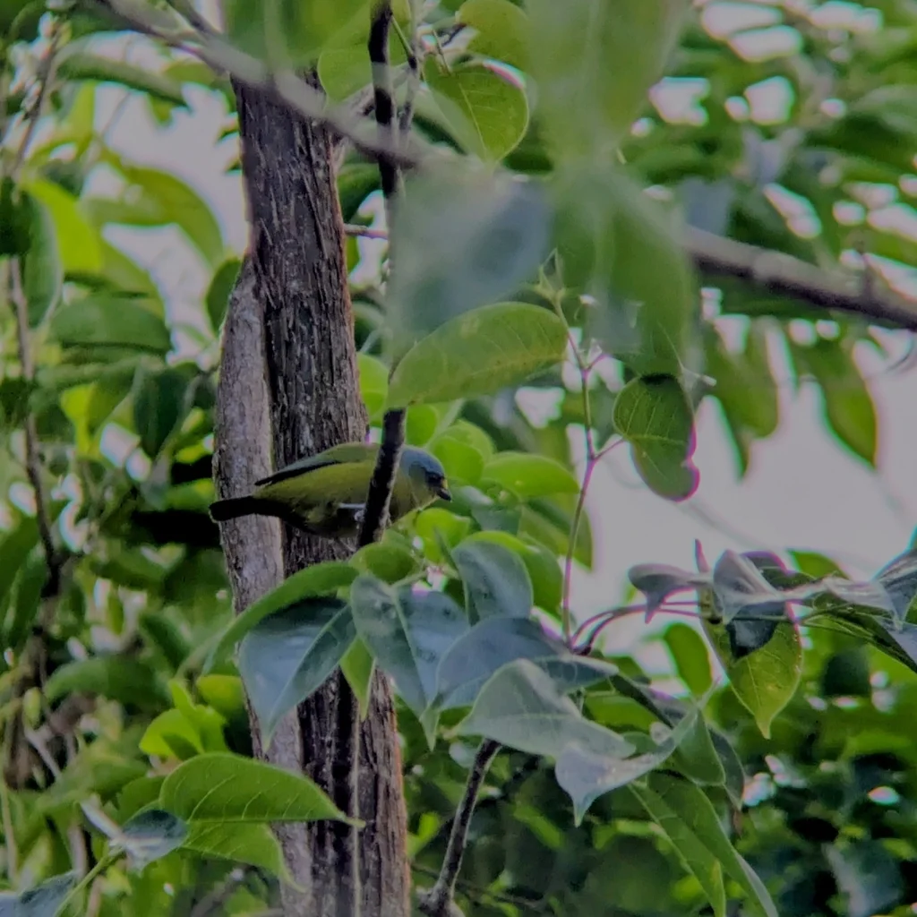 小蓝头歌雀(Chlorophonia flavifrons)