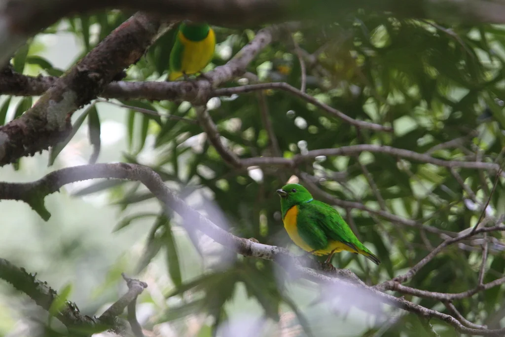 蓝冠绿雀（Chlorophonia occipitalis）
