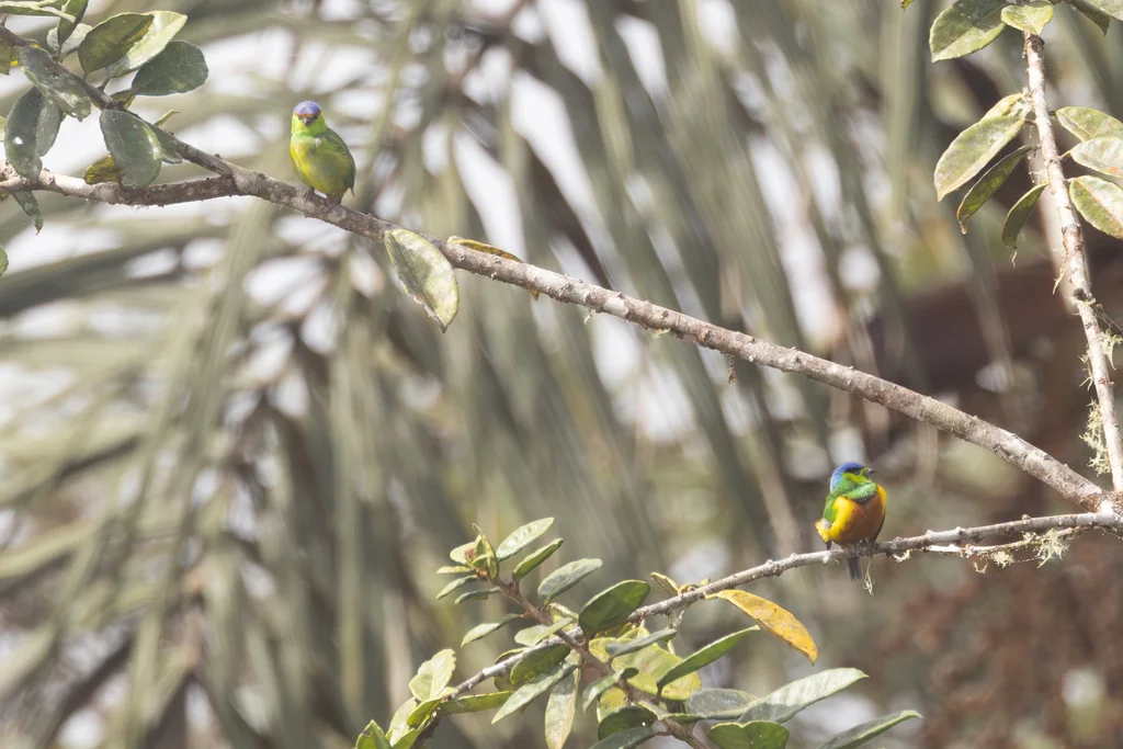 栗胸绿雀（Chlorophonia pyrrhophrys）
