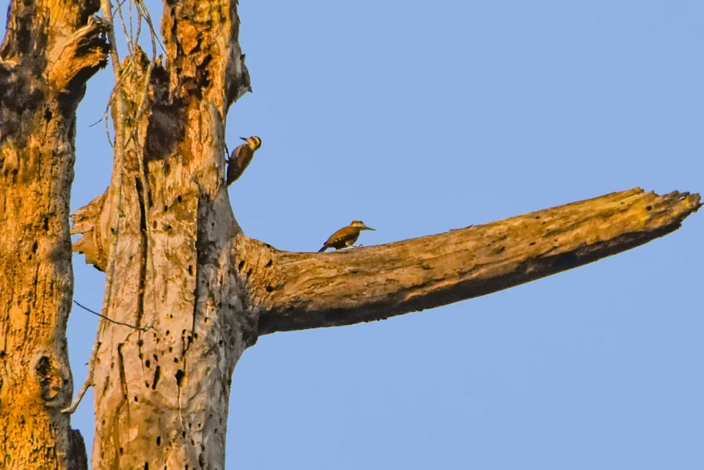 火腹啄木鸟(Chloropicus pyrrhogaster)