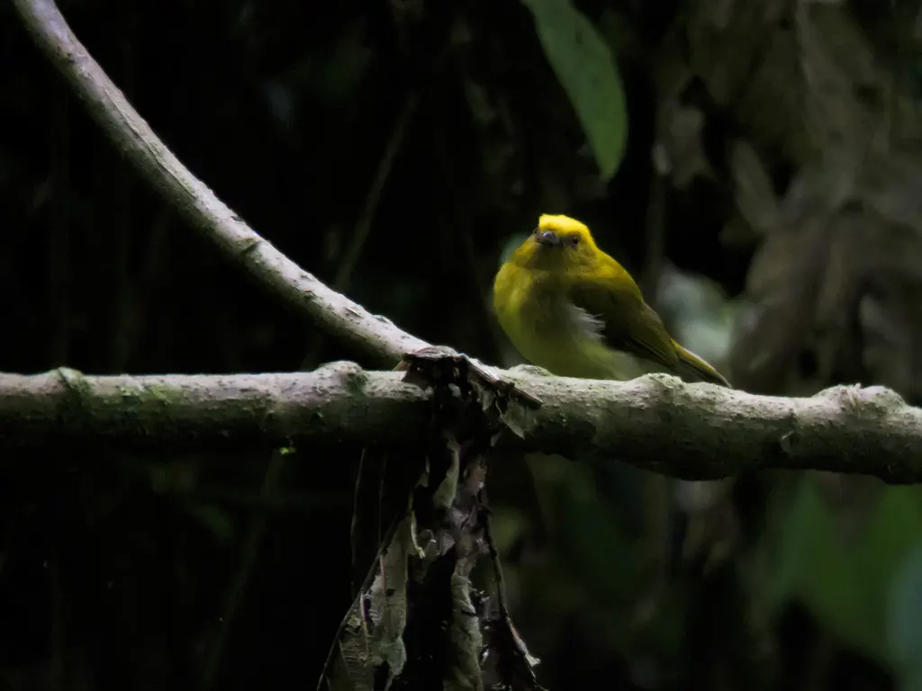 黄头绿娇鹟(Chloropipo flavicapilla)