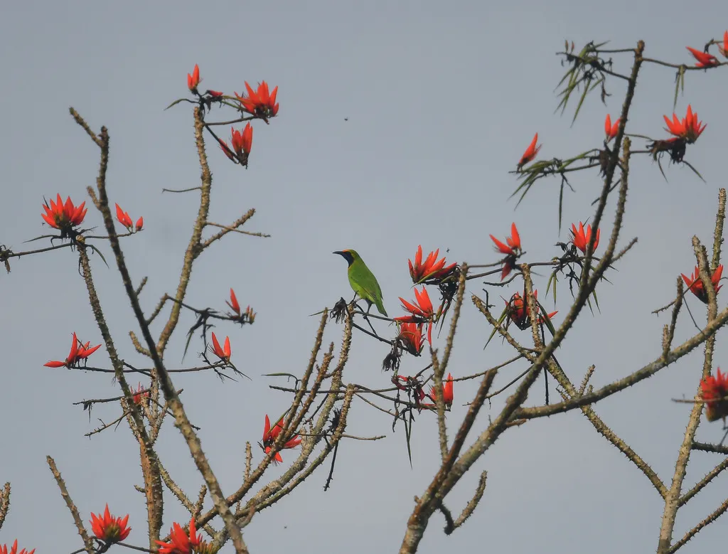金额叶鹎(Chloropsis aurifrons)