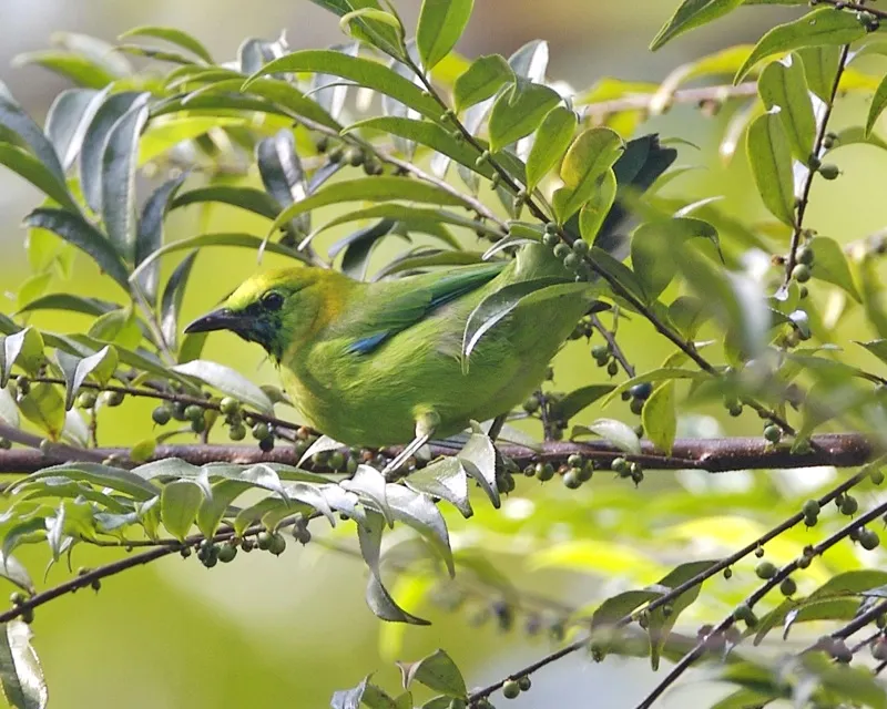 爪哇叶鹎(Chloropsis cochinchinensis)
