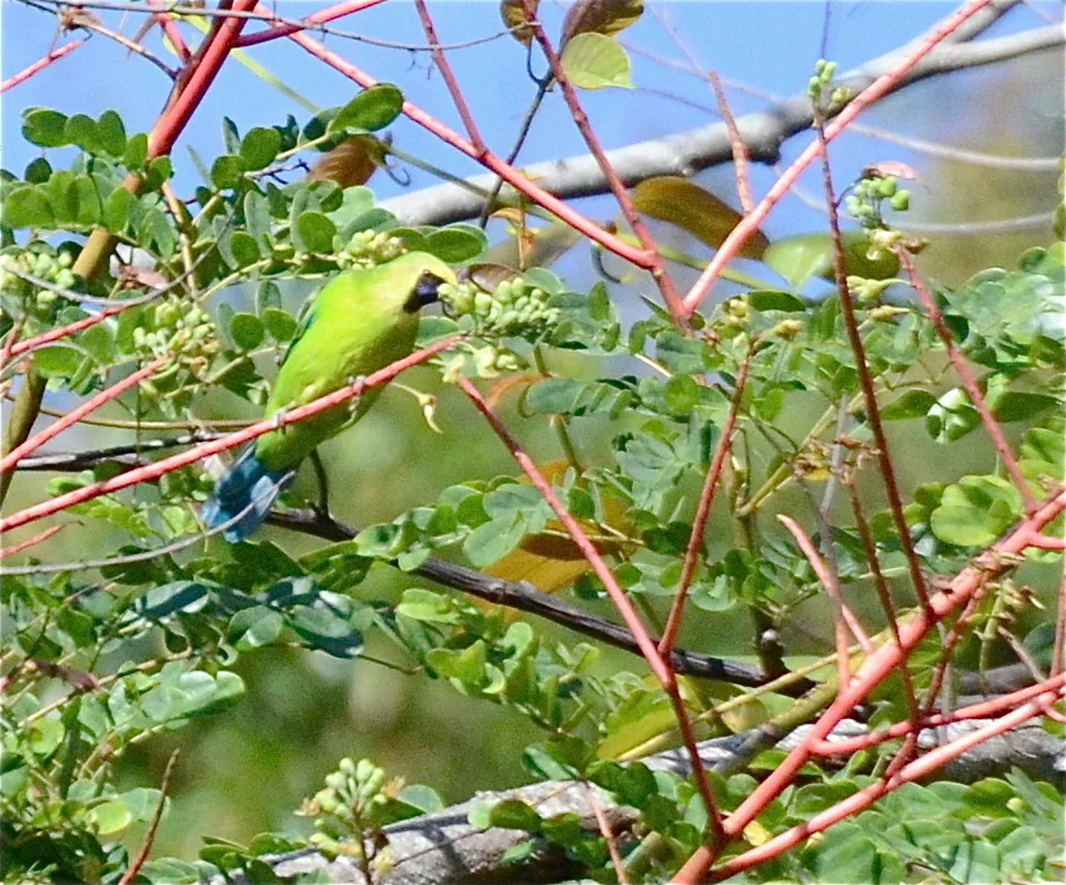 婆罗洲叶鹎(Chloropsis kinabaluensis)