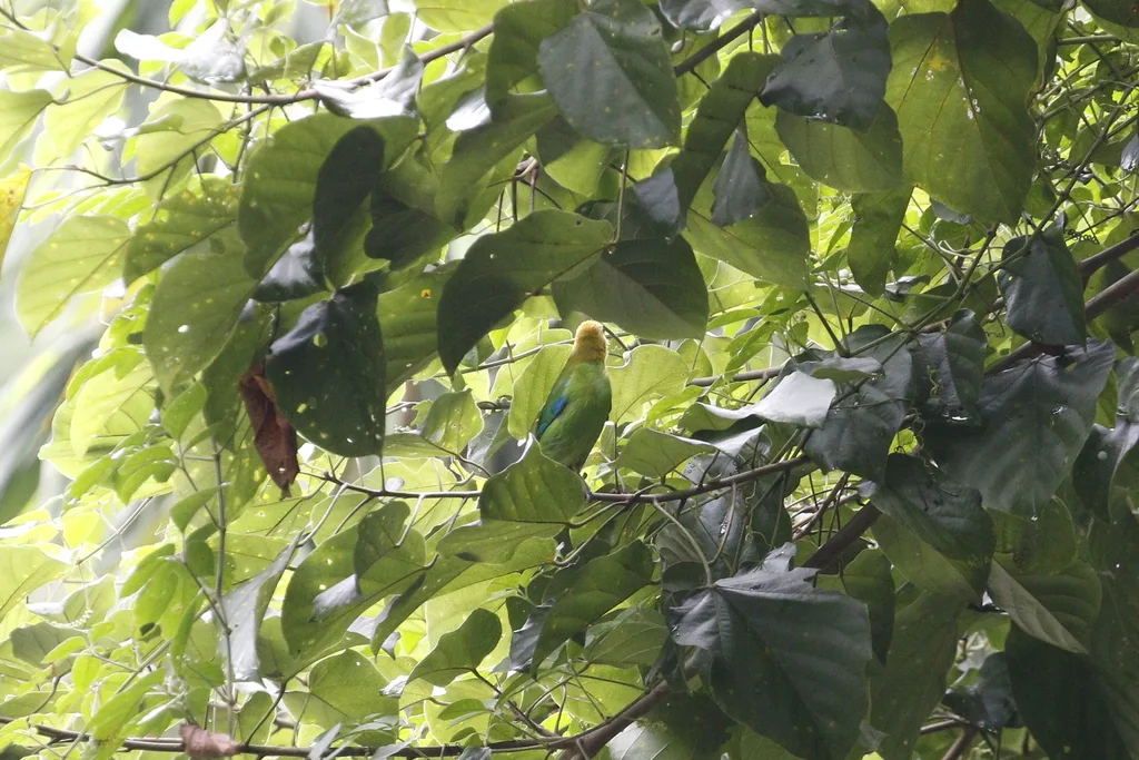 蓝翅叶鹎(Chloropsis moluccensis)