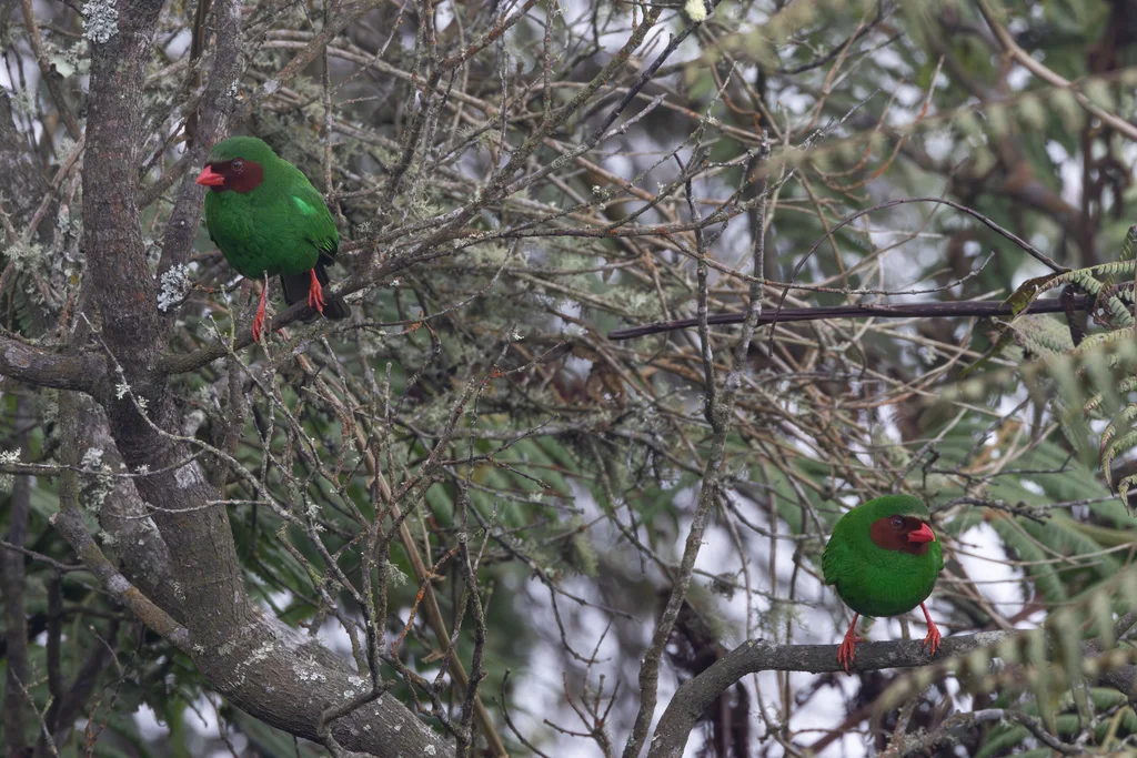草绿唐纳雀(Chlorornis riefferii)