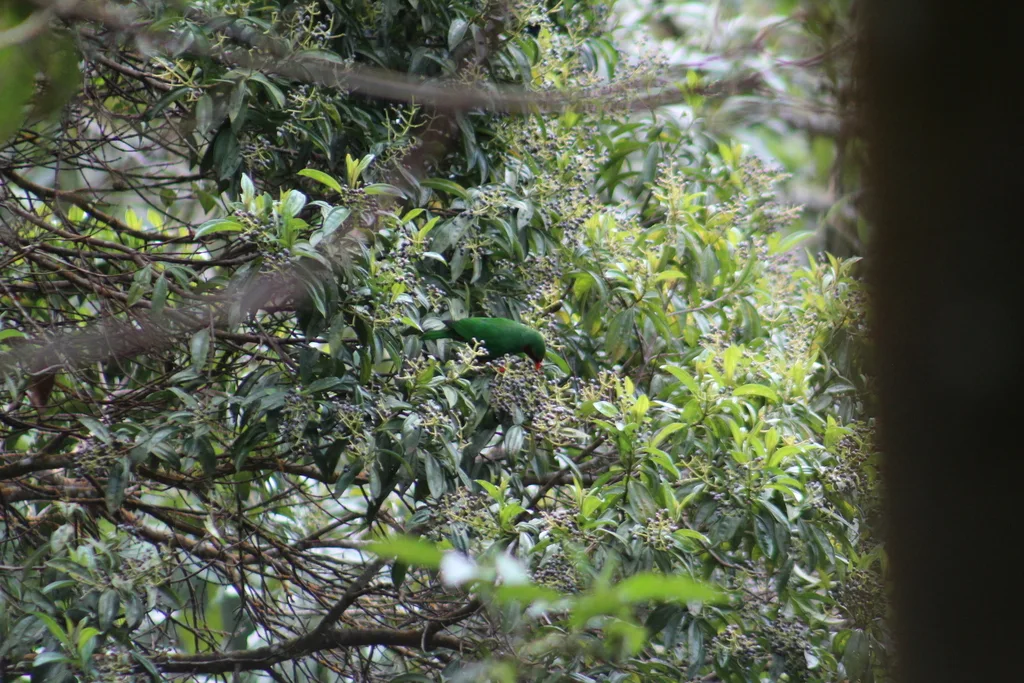 草绿唐纳雀(Chlorornis riefferii)