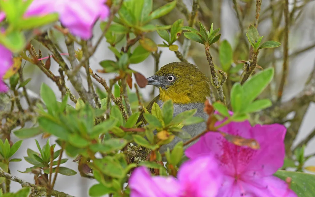 黄喉丛唐纳雀(Chlorospingus flavigularis)