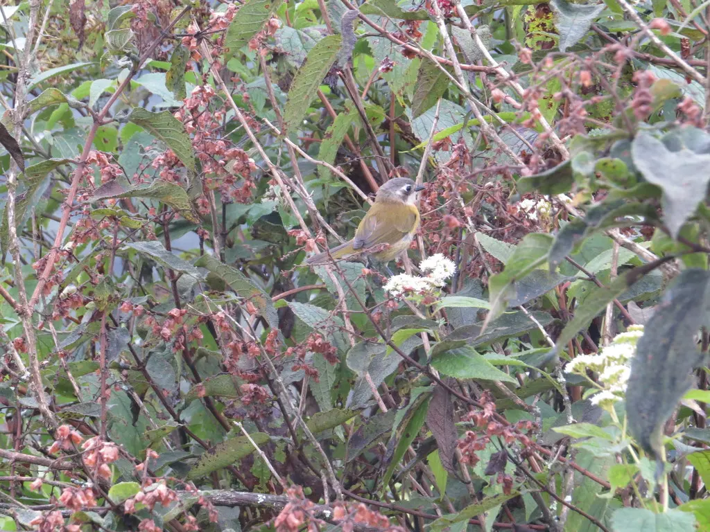 丛唐纳雀(Chlorospingus flavopectus)