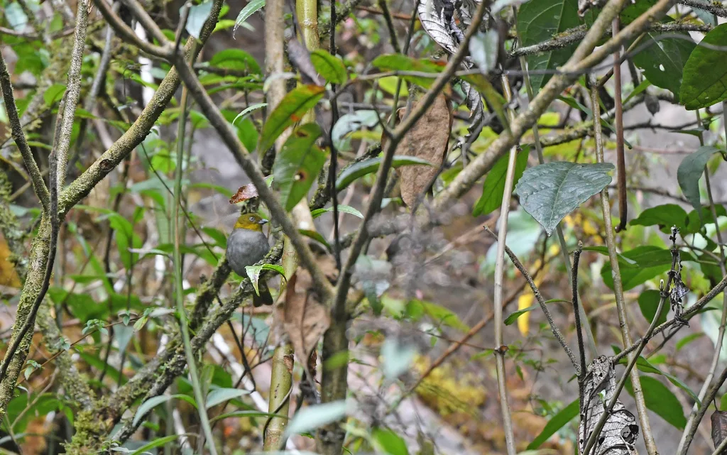 短嘴丛唐纳雀(Chlorospingus parvirostris)