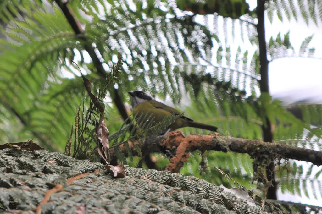 乌顶丛唐纳雀(Chlorospingus pileatus)