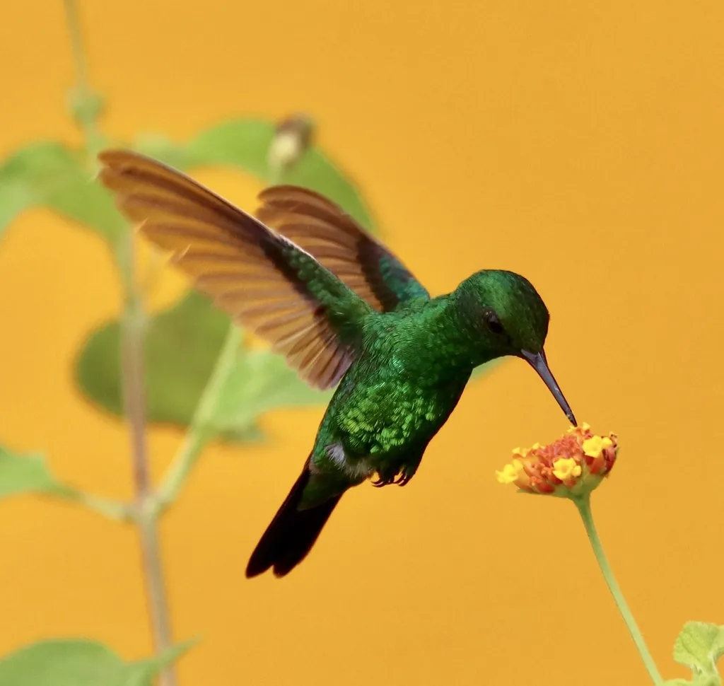 花园翠蜂鸟(Chlorostilbon assimilis)