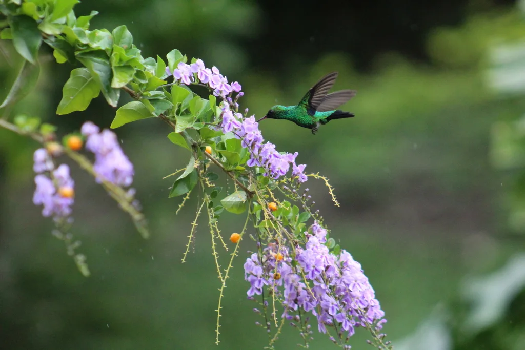 红嘴翠蜂鸟(Chlorostilbon gibsoni)