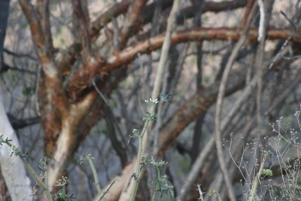辉腹翠蜂鸟(Chlorostilbon lucidus)