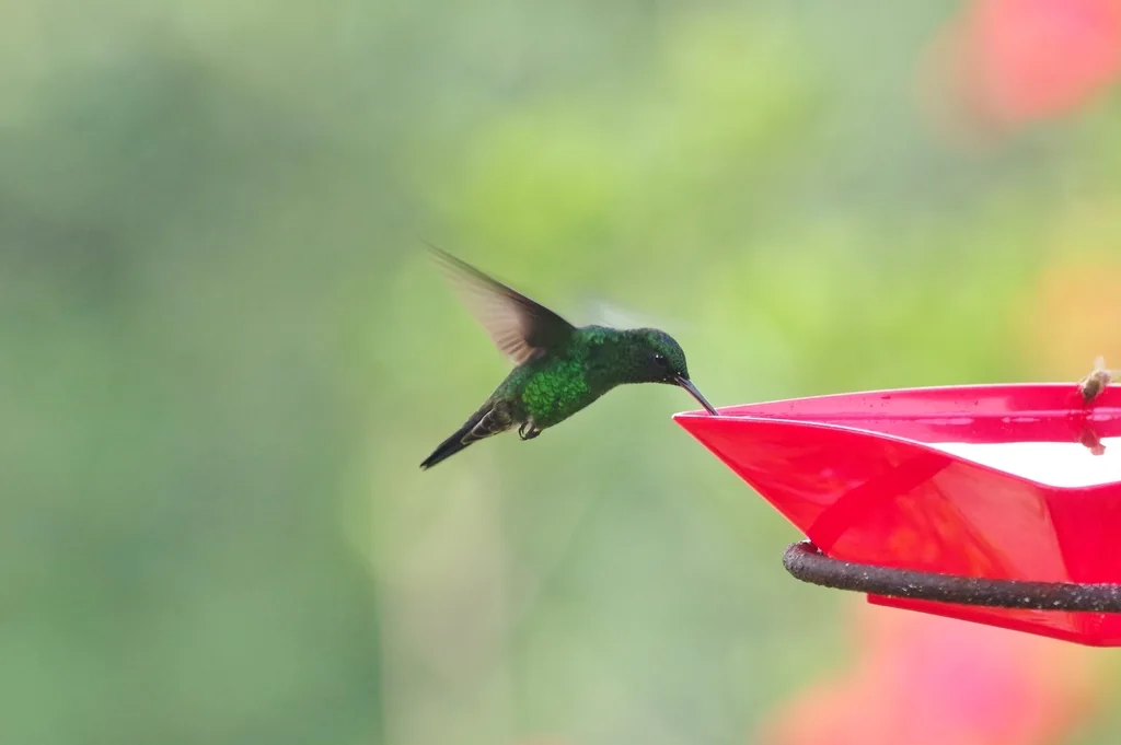 西翠蜂鸟(Chlorostilbon melanorhynchus)