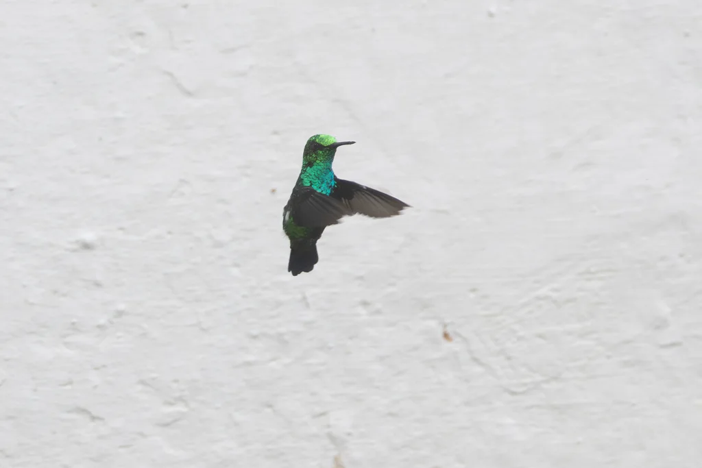 西翠蜂鸟(Chlorostilbon melanorhynchus)