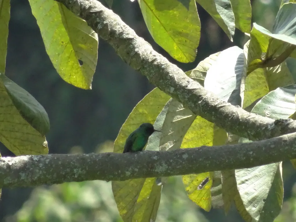 西翠蜂鸟(Chlorostilbon melanorhynchus)