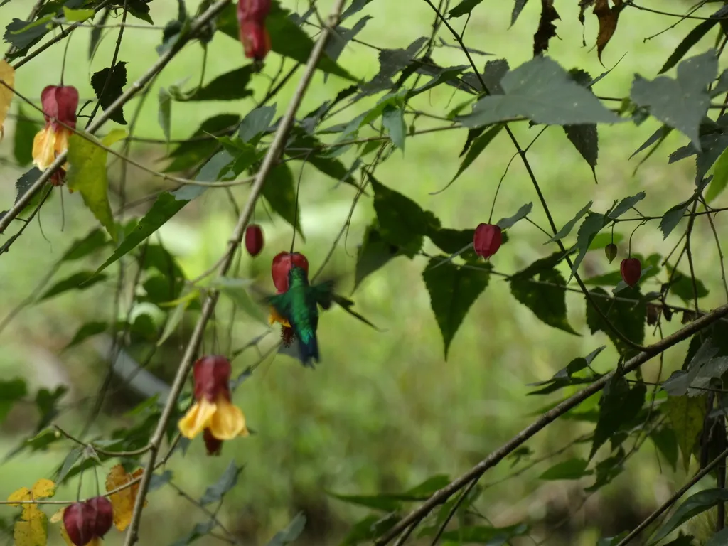 西翠蜂鸟(Chlorostilbon melanorhynchus)