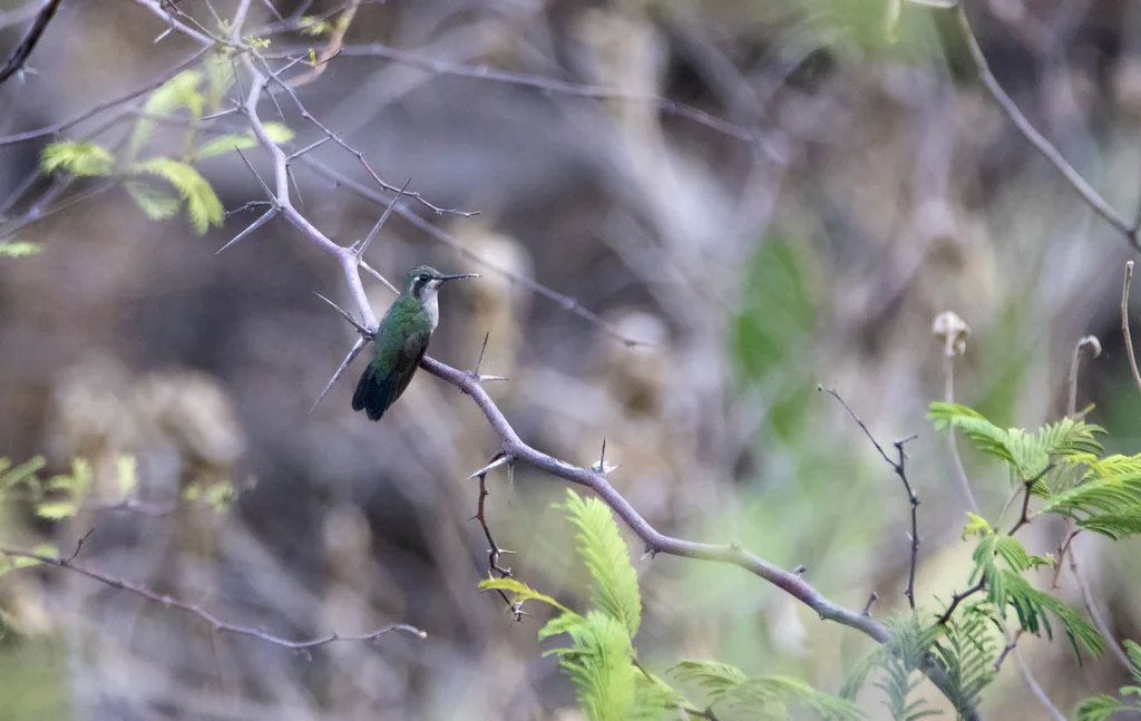 蓝尾翠蜂鸟(Chlorostilbon mellisugus)