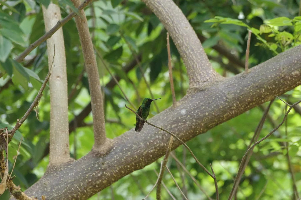 铜色翠蜂鸟(Chlorostilbon russatus)