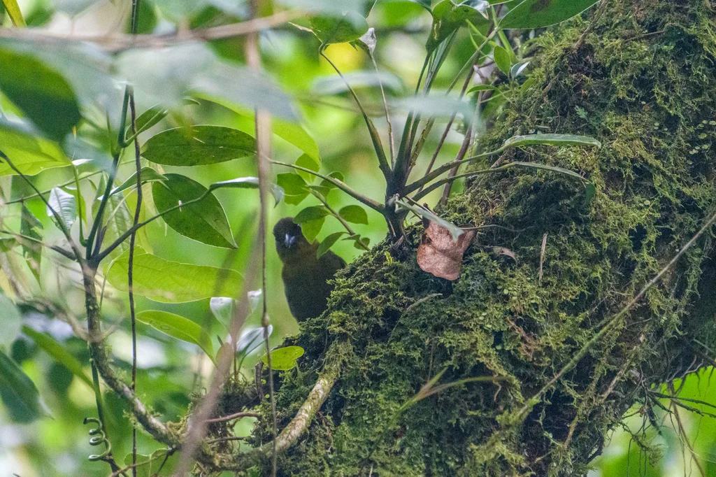 卡氏唐纳雀(Chlorothraupis carmioli)