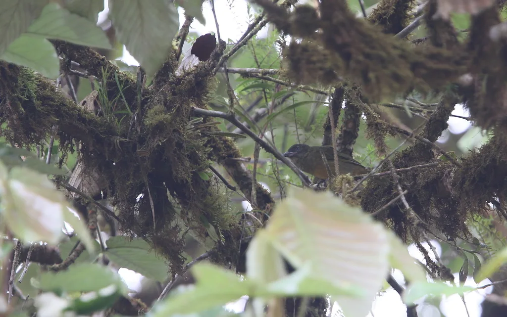赭胸绿唐纳雀(Chlorothraupis stolzmanni)