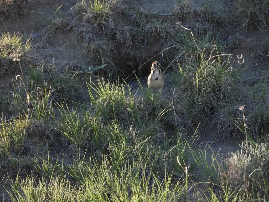 云雀鹀(Chondestes grammacus)