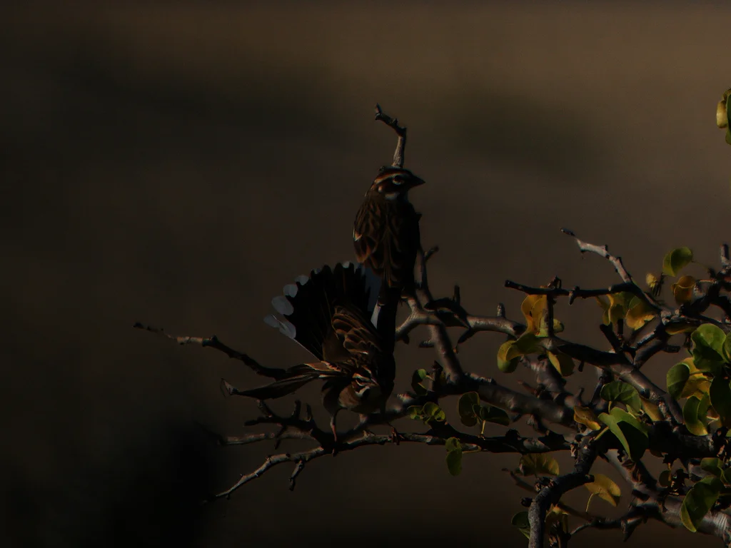 云雀鹀(Chondestes grammacus)