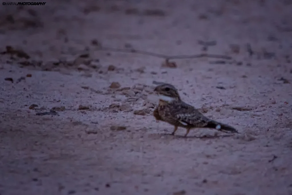 小灰眉夜鹰(Chordeiles acutipennis)