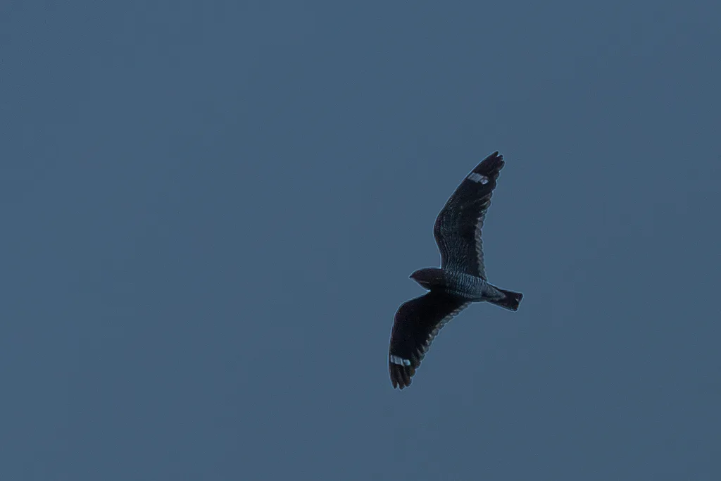 小白喉夜鹰(Chordeiles pusillus)