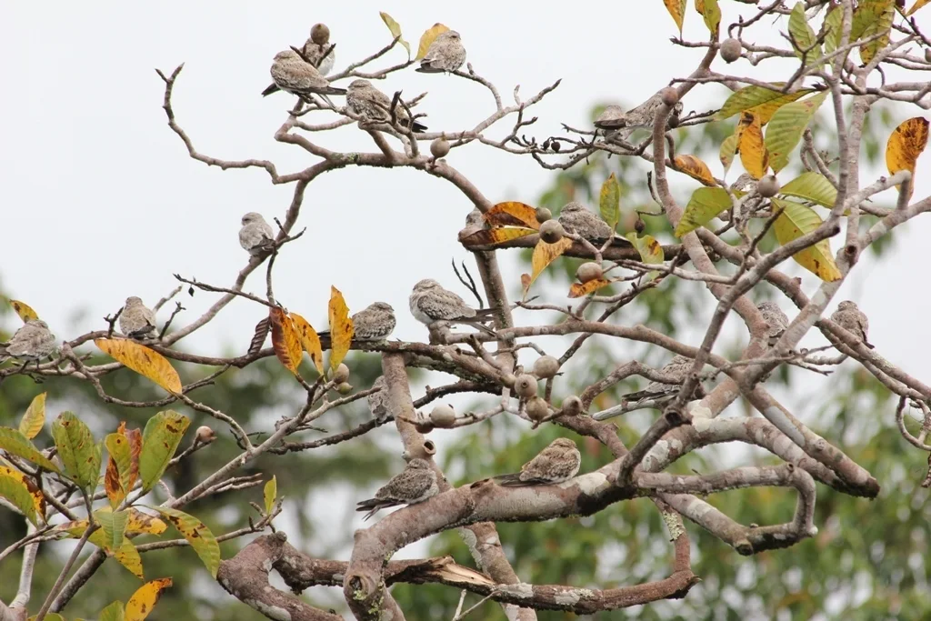 沙色夜鹰(Chordeiles rupestris)