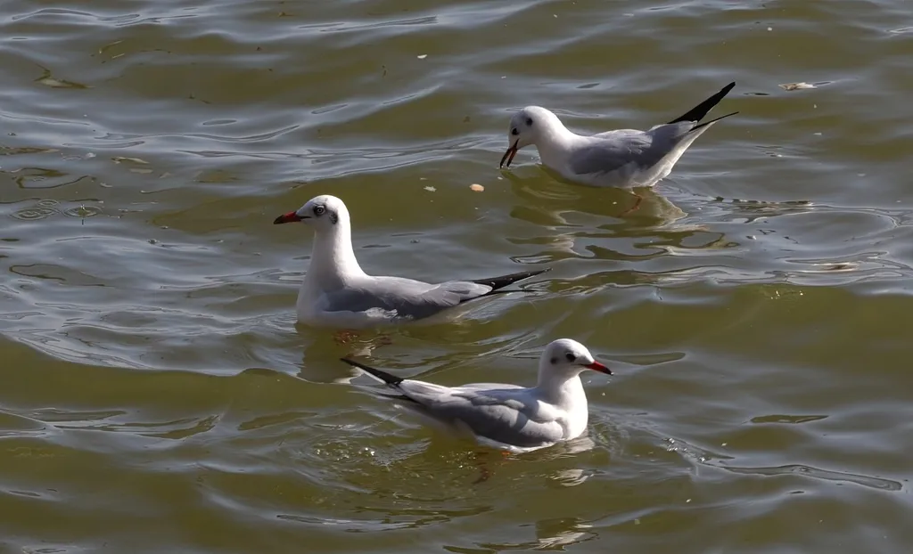 棕头鸥(Chroicocephalus brunnicephalus)