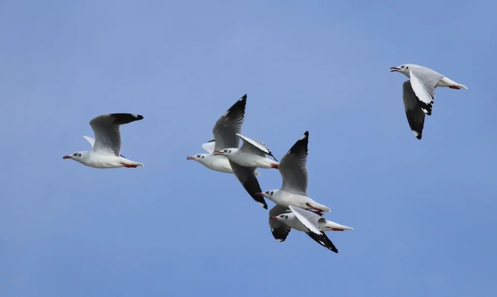 棕头鸥(Chroicocephalus brunnicephalus)