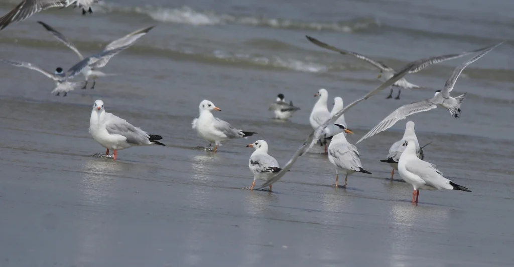 棕头鸥(Chroicocephalus brunnicephalus)