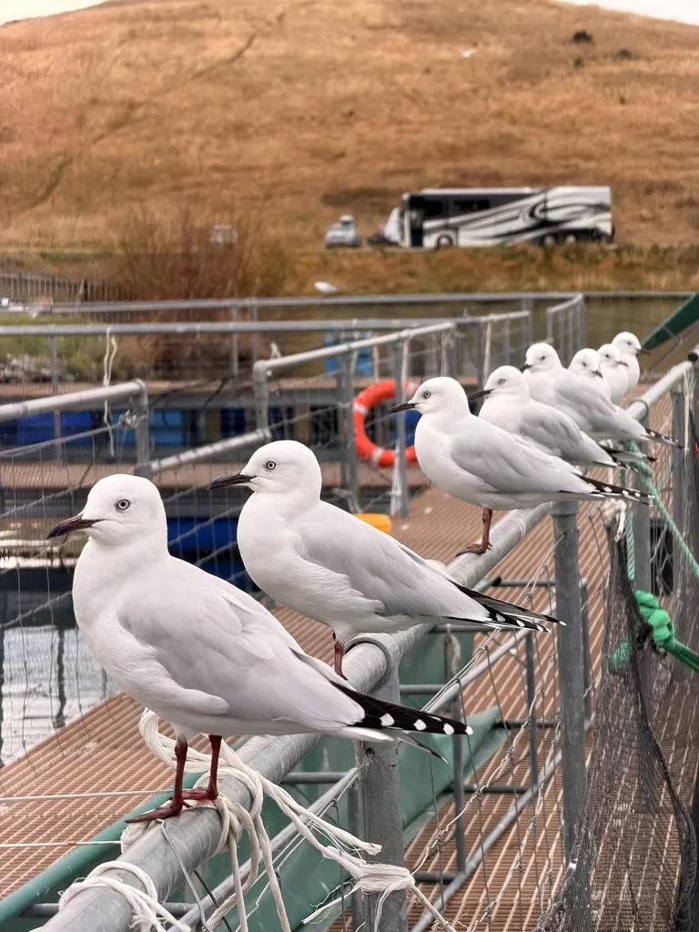 新西兰黑嘴鸥(Chroicocephalus bulleri)