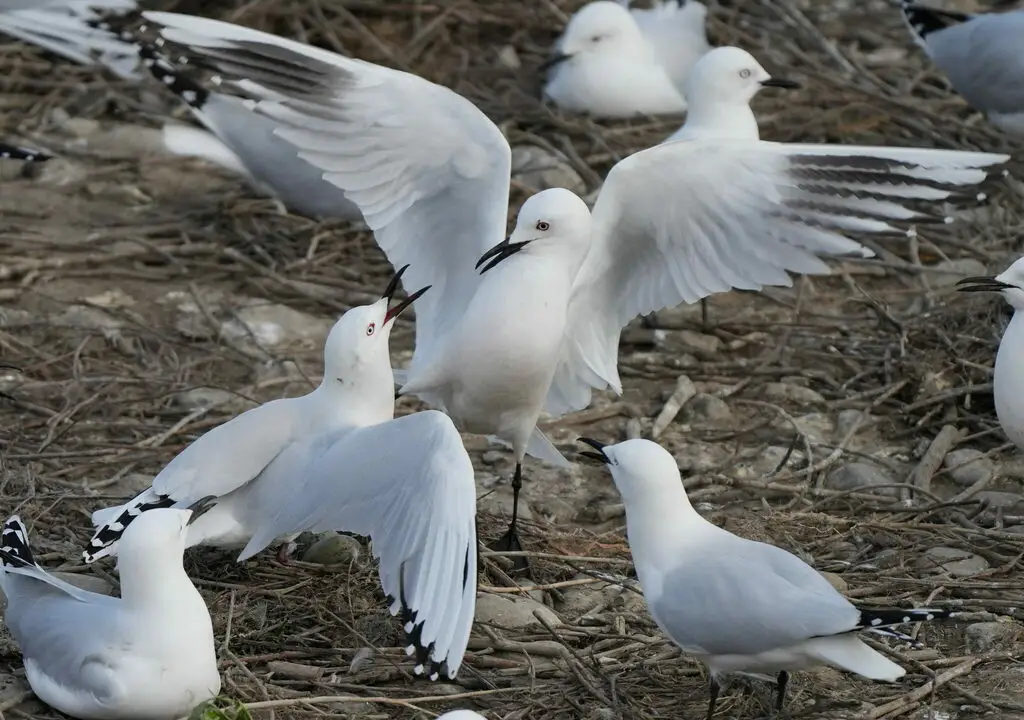 新西兰黑嘴鸥(Chroicocephalus bulleri)