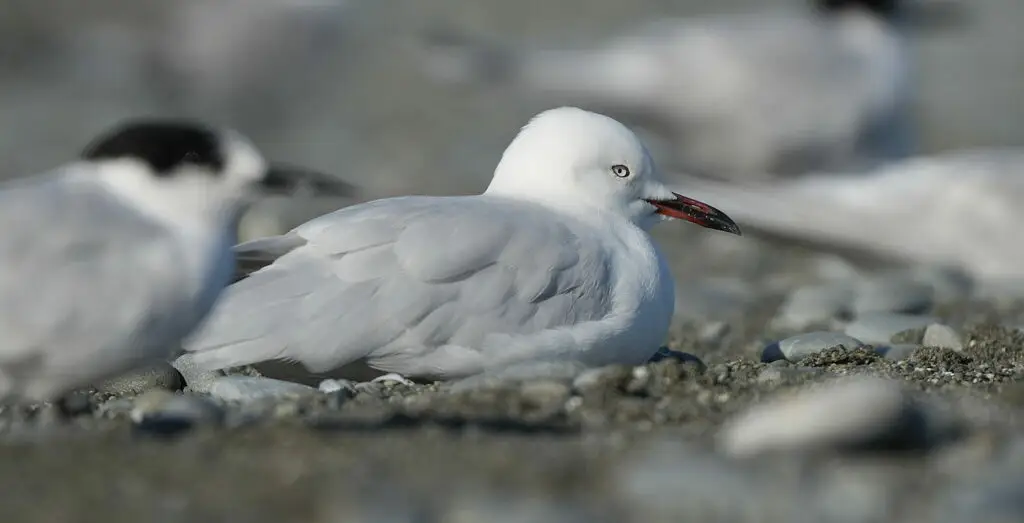 新西兰黑嘴鸥(Chroicocephalus bulleri)