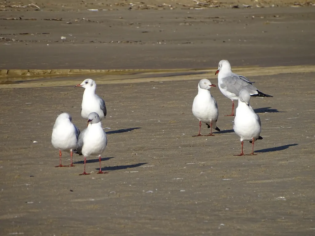 灰头鸥(Chroicocephalus cirrocephalus)