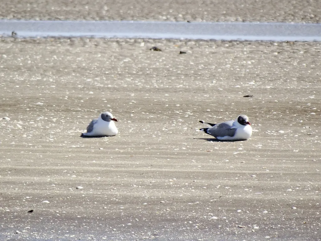 灰头鸥(Chroicocephalus cirrocephalus)
