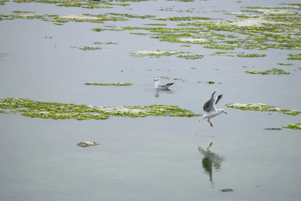 灰头鸥(Chroicocephalus cirrocephalus)