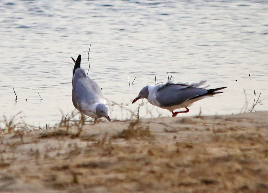 灰头鸥(Chroicocephalus cirrocephalus)