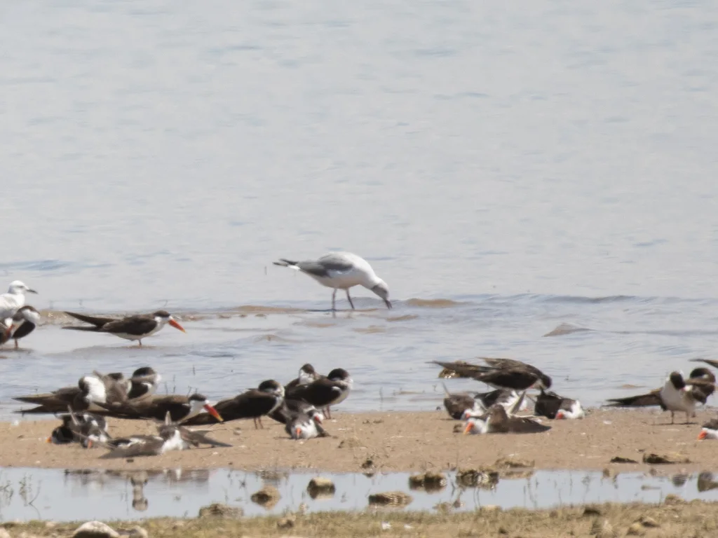 灰头鸥(Chroicocephalus cirrocephalus)