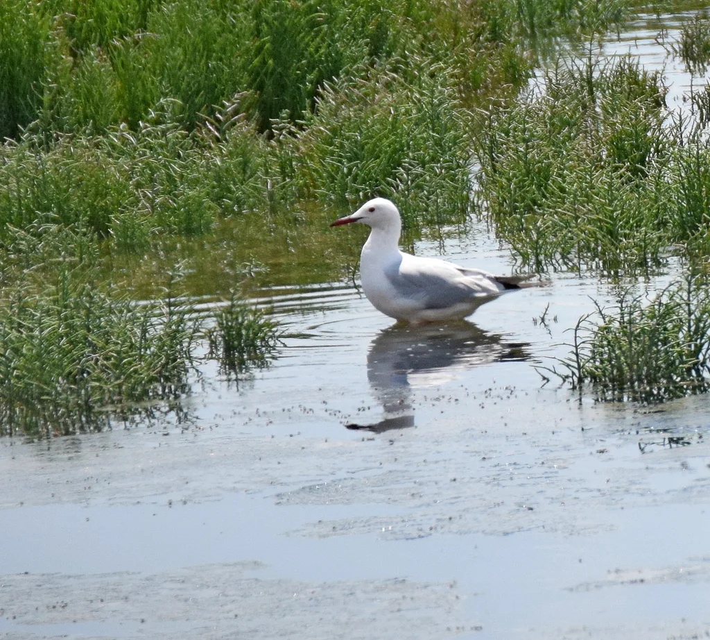 细嘴鸥(Chroicocephalus genei)