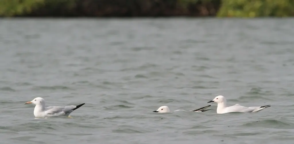 细嘴鸥(Chroicocephalus genei)