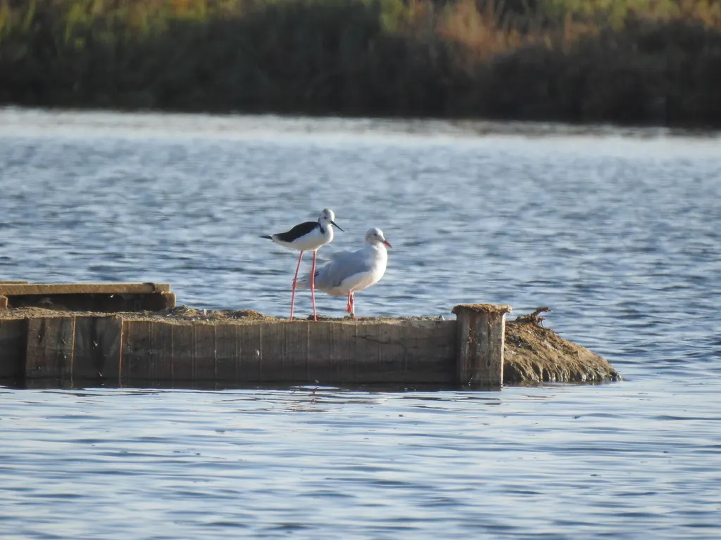 细嘴鸥(Chroicocephalus genei)