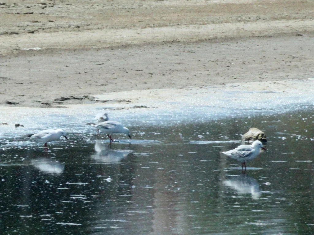 细嘴鸥(Chroicocephalus genei)