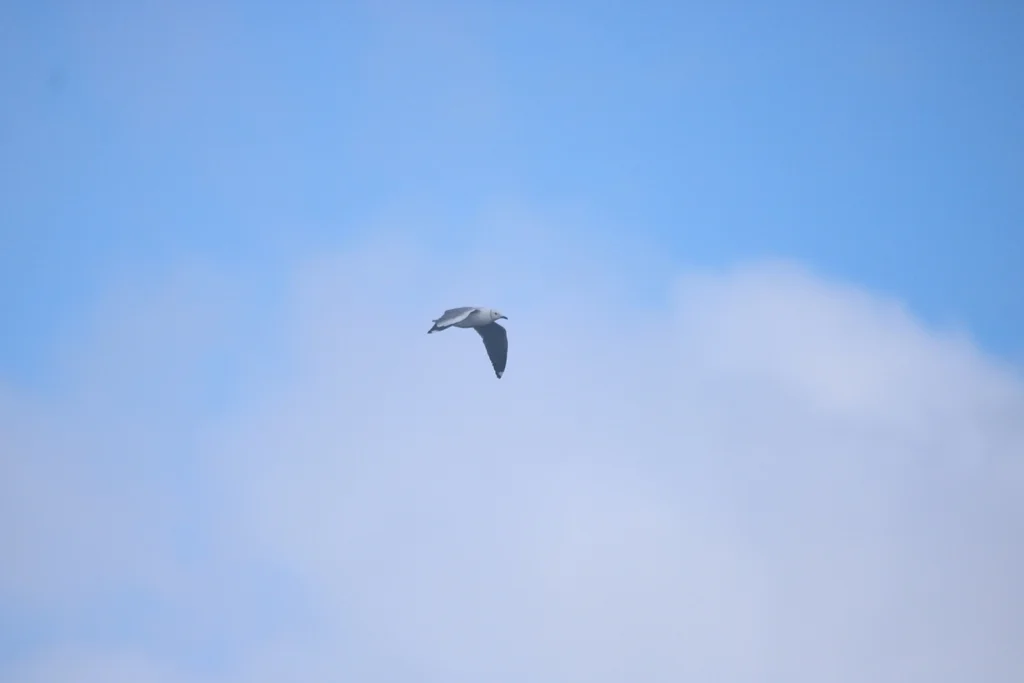 哈氏鸥（Chroicocephalus hartlaubii）