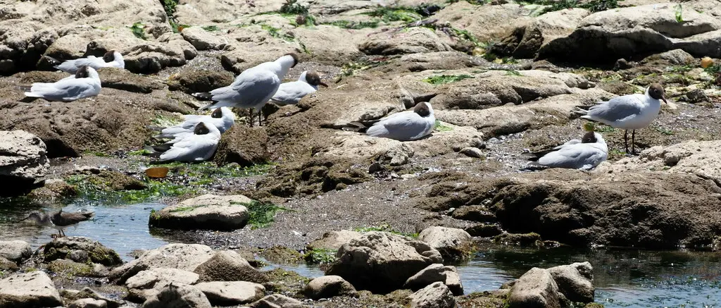 褐头鸥(Chroicocephalus maculipennis)