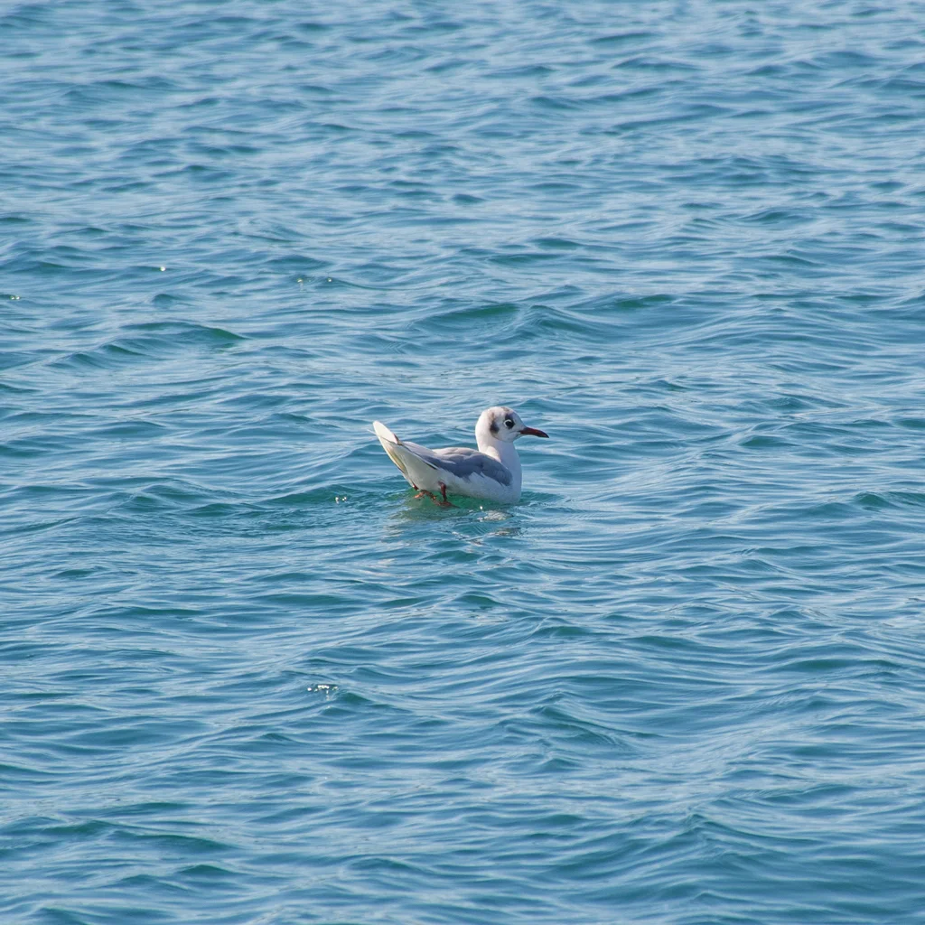 褐头鸥(Chroicocephalus maculipennis)